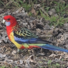 Platycercus elegans x eximius (hybrid) (Crimson x Eastern Rosella (hybrid)) at Conder, ACT - 2 Aug 2022 by michaelb