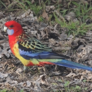 Platycercus elegans x eximius (hybrid) at Conder, ACT - 2 Aug 2022 04:23 PM