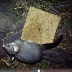 Trichosurus vulpecula (Common Brushtail Possum) at ANU Liversidge Precinct - 10 Aug 2022 by OscarMentink