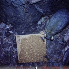 Trichosurus vulpecula (Common Brushtail Possum) at Lower Boro, NSW - 9 Aug 2022 by U6961926