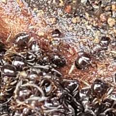 Unidentified Ant (Hymenoptera, Formicidae) (TBC) at Mitchell, ACT - 12 Aug 2022 by trevorpreston