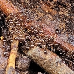 Formicidae (family) at Mitchell, ACT - 12 Aug 2022