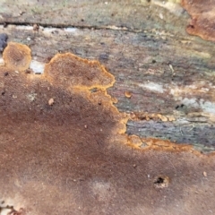 Phellinus sp. (resupinate) at Crace Grasslands - 12 Aug 2022 by trevorpreston