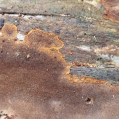 Unidentified Pored or somewhat maze-like on underside [bracket polypores] (TBC) at Mitchell, ACT - 12 Aug 2022 by trevorpreston