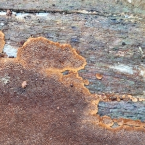 Phellinus sp. (resupinate) at Crace Grasslands - 12 Aug 2022