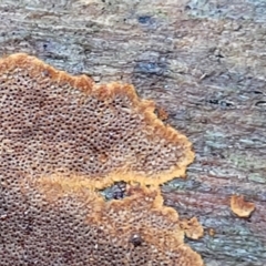 Phellinus sp. (resupinate) at Crace Grasslands - 12 Aug 2022