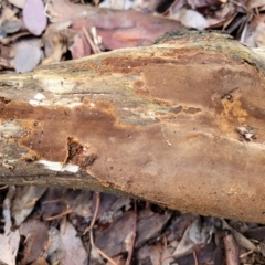 Phellinus sp. (resupinate) at Crace Grasslands - 12 Aug 2022