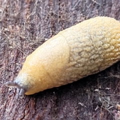 Arion intermedius (Hedgehog Slug) at Crace Grasslands - 12 Aug 2022 by trevorpreston