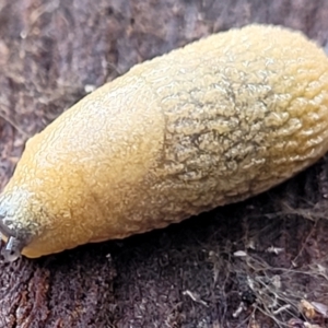 Arion intermedius at Mitchell, ACT - 12 Aug 2022 11:15 AM