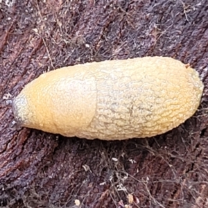 Arion intermedius at Mitchell, ACT - 12 Aug 2022 11:15 AM