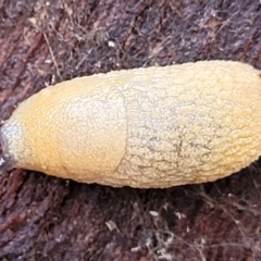 Arion intermedius at Mitchell, ACT - 12 Aug 2022 11:15 AM