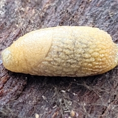 Arion intermedius at Mitchell, ACT - 12 Aug 2022 11:15 AM