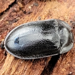 Pterohelaeus striatopunctatus (Darkling beetle) at Mitchell, ACT - 12 Aug 2022 by trevorpreston