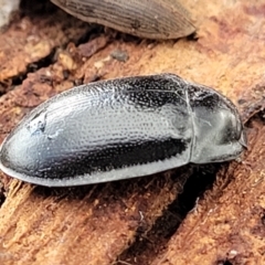 Pterohelaeus sp. (genus) at Mitchell, ACT - 12 Aug 2022