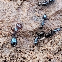 Melophorus sp. (genus) (Furnace ant) at Crace Grasslands - 12 Aug 2022 by trevorpreston