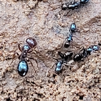 Melophorus sp. (genus) (Furnace ant) at Crace Grasslands - 12 Aug 2022 by trevorpreston