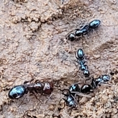 Melophorus sp. (genus) at Mitchell, ACT - 12 Aug 2022 11:10 AM