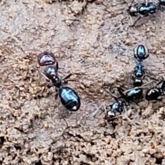 Melophorus sp. (genus) at Mitchell, ACT - 12 Aug 2022