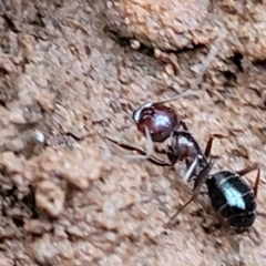 Melophorus sp. (genus) at Mitchell, ACT - 12 Aug 2022