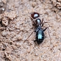 Melophorus sp. (genus) at Mitchell, ACT - 12 Aug 2022 11:10 AM