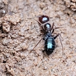 Melophorus sp. (genus) at Mitchell, ACT - 12 Aug 2022 11:10 AM