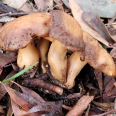 Unidentified Cap on a stem; gills below cap [mushrooms or mushroom-like] (TBC) at Mitchell, ACT - 12 Aug 2022 by trevorpreston