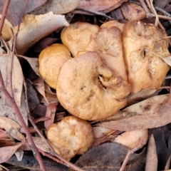 zz agaric (stem; gills not white/cream) at Mitchell, ACT - 12 Aug 2022 11:12 AM