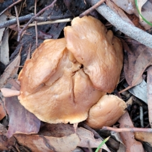 zz agaric (stem; gills not white/cream) at Mitchell, ACT - 12 Aug 2022 11:12 AM