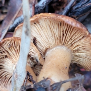 zz agaric (stem; gills not white/cream) at Mitchell, ACT - 12 Aug 2022