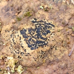 Lichen - crustose at Crace Grasslands - 12 Aug 2022 by trevorpreston