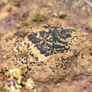 Lichen - crustose at Mitchell, ACT - 12 Aug 2022