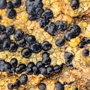 Lichen - crustose at Mitchell, ACT - 12 Aug 2022