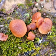 Laccaria sp. (Laccaria) at Crace Grasslands - 12 Aug 2022 by trevorpreston