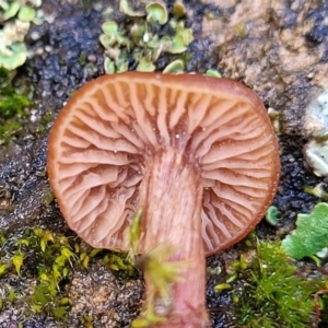 Laccaria sp. at Mitchell, ACT - 12 Aug 2022