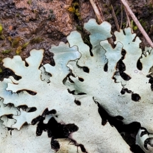 Lichen - foliose at Mitchell, ACT - 12 Aug 2022