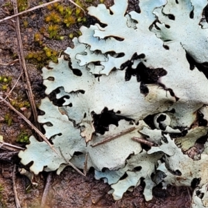 Lichen - foliose at Mitchell, ACT - 12 Aug 2022 11:05 AM