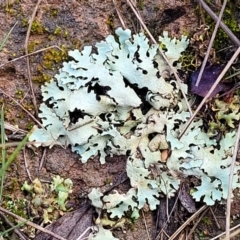 Lichen - foliose at Mitchell, ACT - 12 Aug 2022 11:05 AM