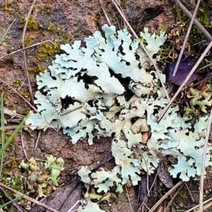 Lichen - foliose at Mitchell, ACT - 12 Aug 2022 11:05 AM