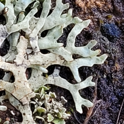 Lichen - foliose at Crace Grasslands - 12 Aug 2022 by trevorpreston