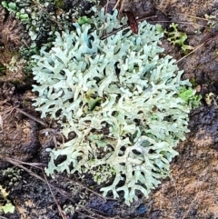 Lichen - foliose at Mitchell, ACT - 12 Aug 2022