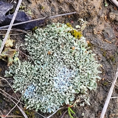 Cladonia sp. (genus) (Cup Lichen) at Crace Grasslands - 12 Aug 2022 by trevorpreston