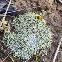 Cladonia sp. (genus) (Cup Lichen) at Crace Grasslands - 12 Aug 2022 by trevorpreston