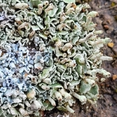 Cladonia sp. (genus) at Mitchell, ACT - 12 Aug 2022 11:04 AM