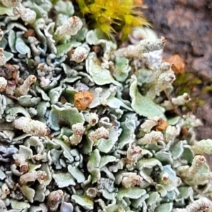 Cladonia sp. (genus) at Mitchell, ACT - 12 Aug 2022 11:04 AM