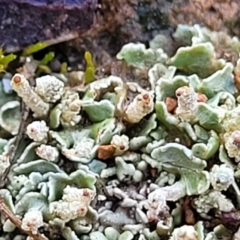 Cladonia sp. (genus) at Mitchell, ACT - 12 Aug 2022 11:04 AM