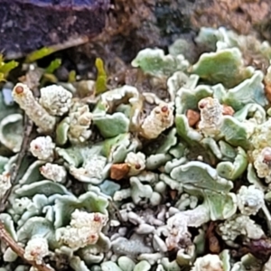 Cladonia sp. (genus) at Mitchell, ACT - 12 Aug 2022 11:04 AM