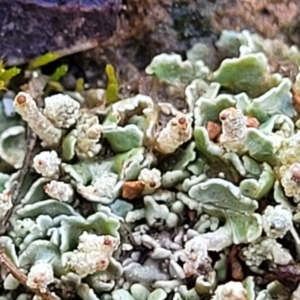 Cladonia sp. (genus) at Mitchell, ACT - 12 Aug 2022