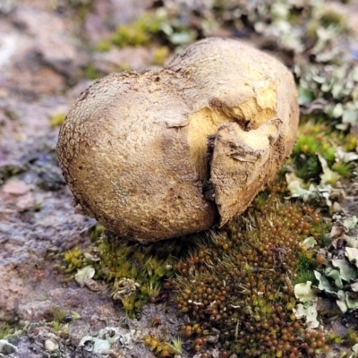 Scleroderma sp. (Scleroderma) at Crace Grasslands - 12 Aug 2022 by trevorpreston