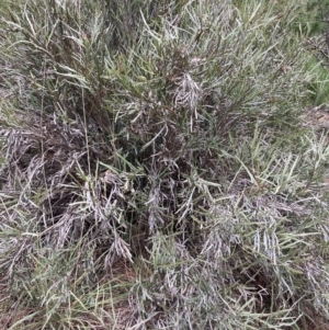 Bossiaea grayi at Paddys River, ACT - 6 Aug 2022