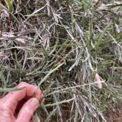 Bossiaea grayi at Paddys River, ACT - 6 Aug 2022